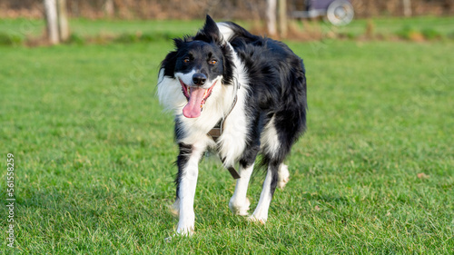 border collie playing 