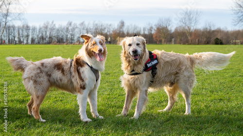 two dogs playing in the field