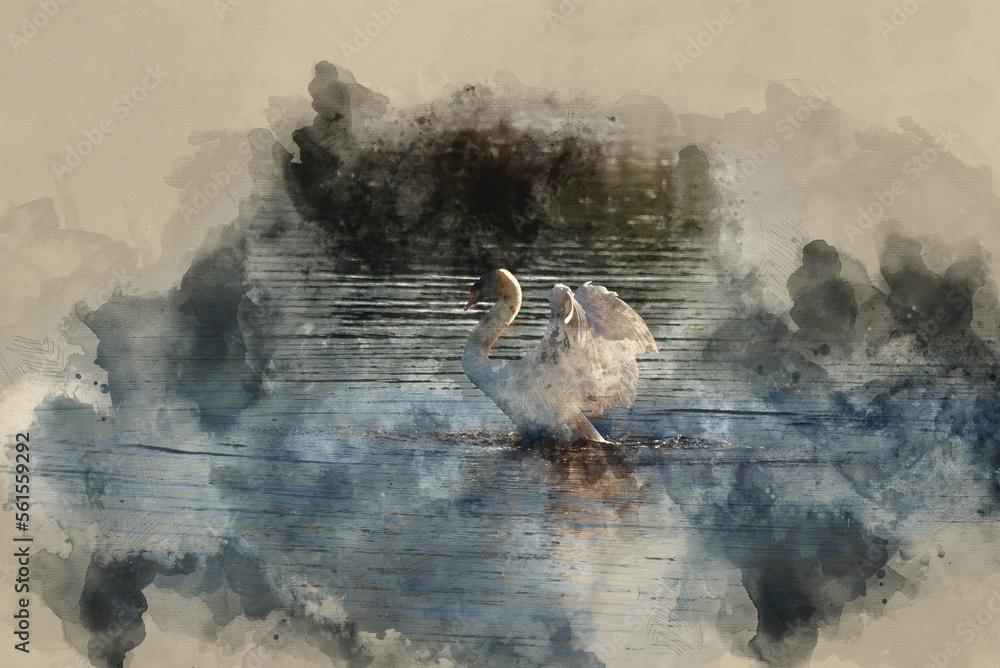 Naklejka premium Digitally created watercolour painting of Graceful Mute Swan Cygnus Olor on lake with wings spread open showing full detail and beauty of wings