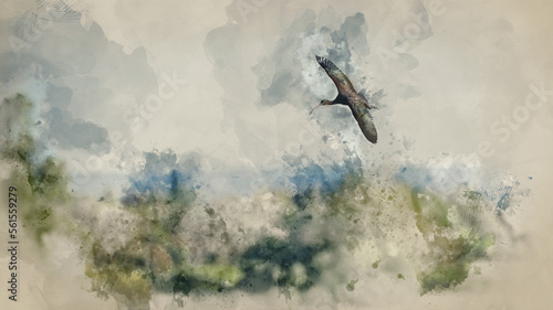 Digitally created watercolour painting of Beautifully detailed image of Glossy Ibis Plegadis Falcinellus in flight over wetlands landscape in Spring