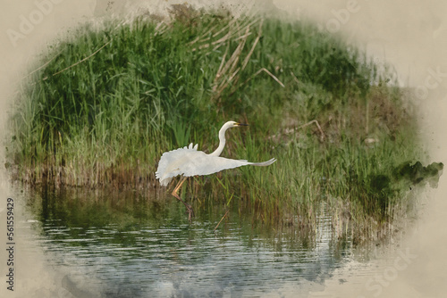 Digitally created watercolour painting of Lovely image of beautiful graceful Great White Egret Ardea Alba in flight over Somerset Levels wetlands during Spring sunshine