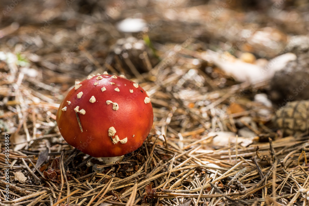 Amanita muscaria. Fly agaric or fly amanita toxic fungus. Poisonous mushroom, natural environment background Amanita muscaria. Fly agaric or fly amanita toxic fungus. Poisonous mushroom, natural environment background