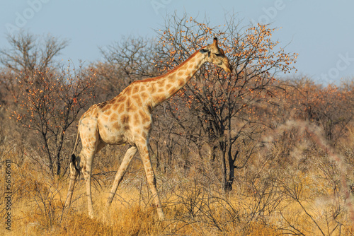 Giraffe in th Etosha National Park in Namibia.