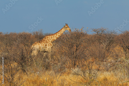 Giraffe in th Etosha National Park in Namibia.