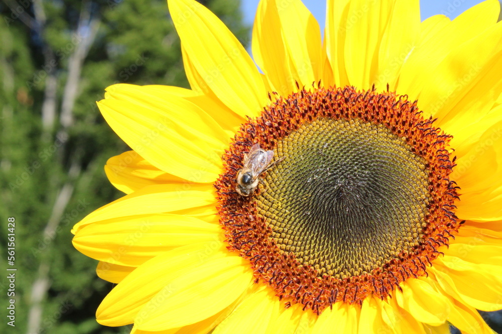 Obraz premium Abeille sur tournesol