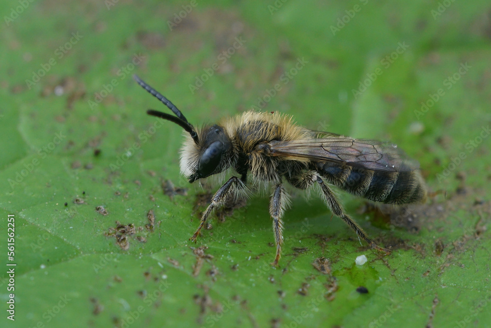 Soft and colorful closup on a furry male of the oligolectic Heather mining bee, Andrena fuscipes sitting on a green leaf Soft and colorful closup on a furry male of the oligolectic Heather mining bee, Andrena fuscipes sitting on a green leaf