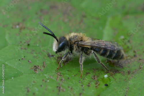 Soft and colorful closup on a furry male of the oligolectic Heather mining bee, Andrena fuscipes sitting on a green leaf © Henk