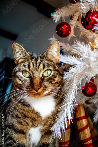 Chat devant un sapin de Noël