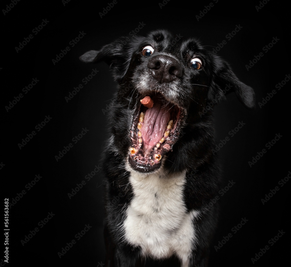 Cute photo of a dog in a studio shot on an isolated background Cute photo of a dog in a studio shot on an isolated background