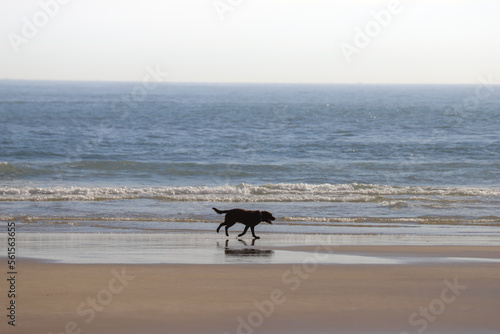 perro en la playa // dog on the beach