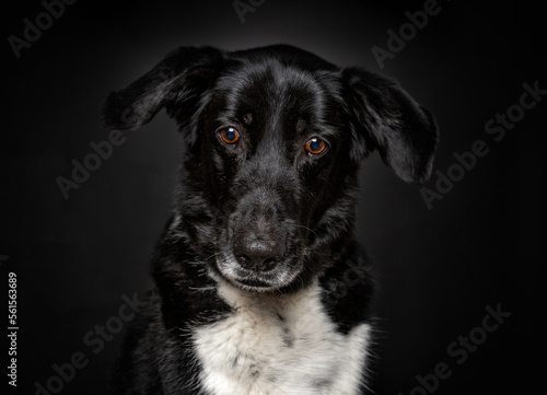 Cute photo of a dog in a studio shot on an isolated background © annette shaff