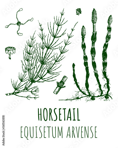 Drawings of HORSETAIL. Hand drawn illustration. Latin name Equisetum arvense.