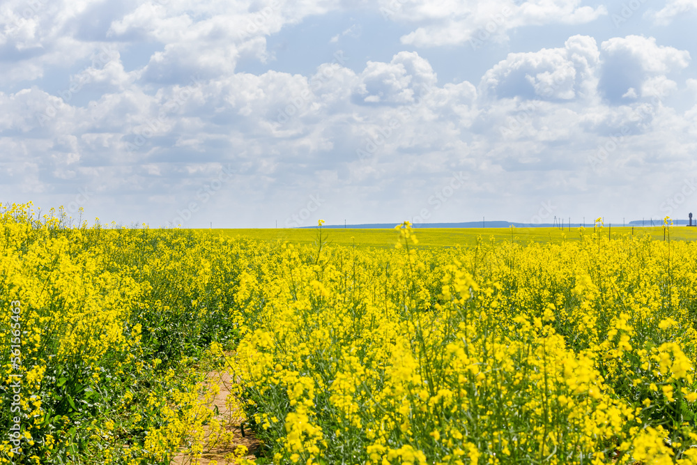Obraz premium Yellow rapeseed field and picturesque sky with white clouds. Obtaining a crop of high-quality rapeseed products