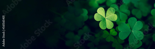 Murais de parede Green background with three-leaved shamrocks, Lucky Irish Four Leaf Clover in the Field for St