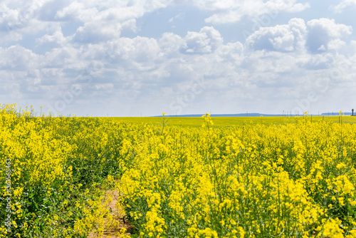 Fototapeta Naklejka Na Ścianę i Meble -  Yellow rapeseed field and picturesque sky with white clouds. Obtaining a crop of high-quality rapeseed products