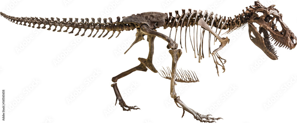 Naklejka premium Tyrannosaurus Rex skeleton
