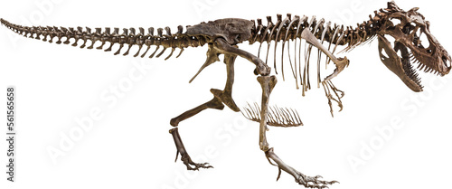 Tyrannosaurus Rex skeleton © stockdevil