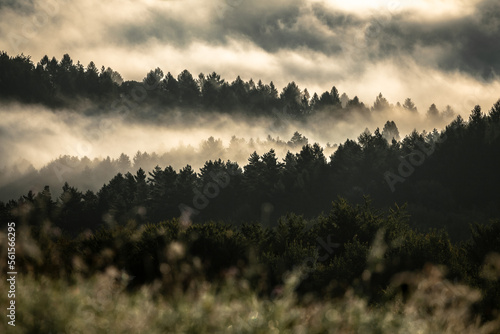 Forest in the fog © Przemysław Głowik