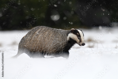 The badger ran out of the forest to the snowy meadow.