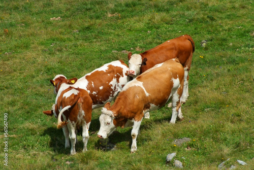  mucche al pascolo val san nicolò pozza di fassa photo