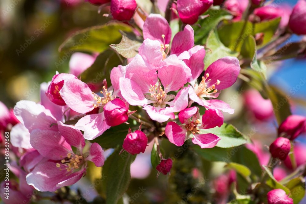 beautiful pink cherry blossom in spring beautiful pink cherry blossom in spring