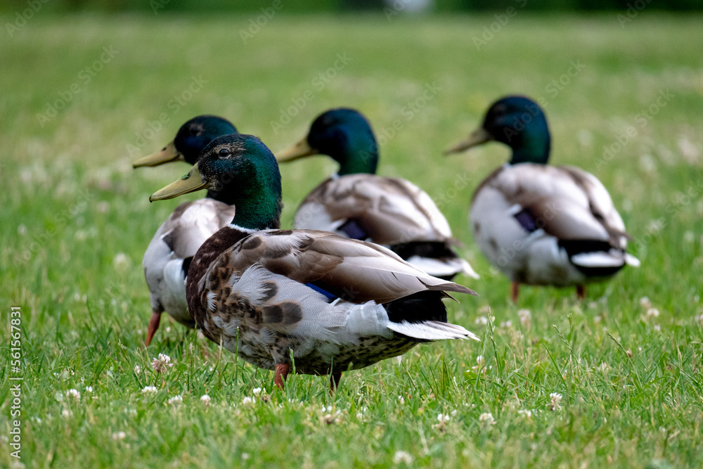 A group of ducks looking in the same direction A group of ducks looking in the same direction