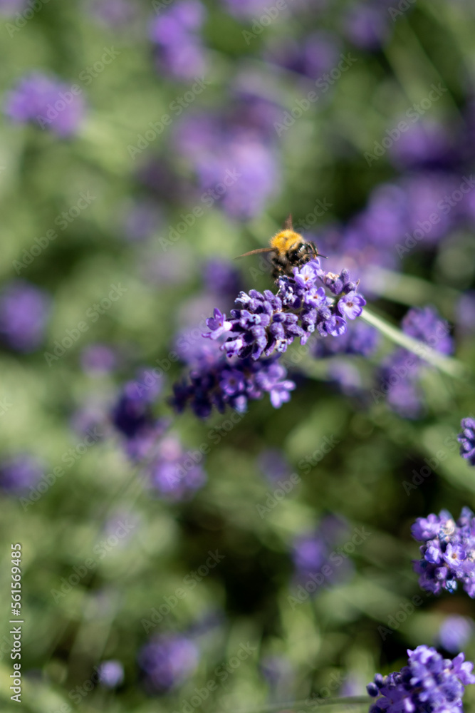 Cute bumblebee collecting nectar from a lavender flower Cute bumblebee collecting nectar from a lavender flower