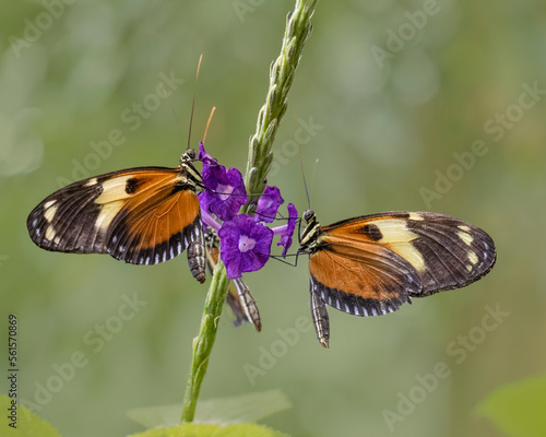 close-up of two sara longwing butterflies on purple flower