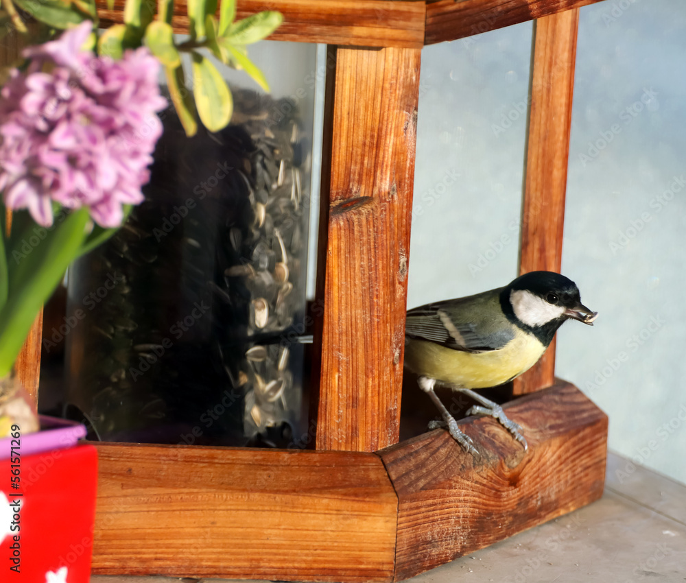 Mésange charbonnière à la mangeoire