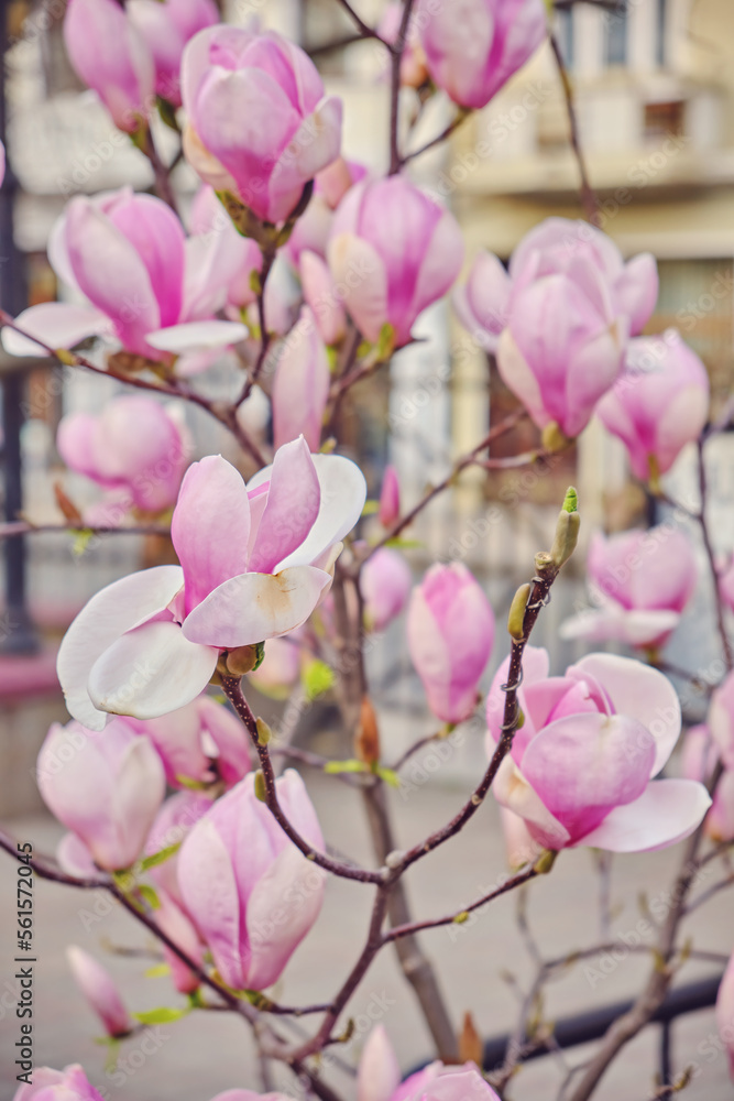 Fototapeta premium flowers of purple blooming magnolia. Spring bloom magnolia trees.