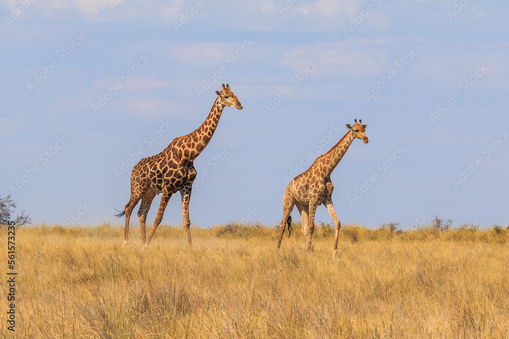 Naklejka premium Giraffe in th Etosha National Park in Namibia.