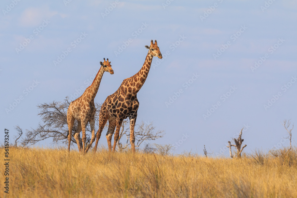 Fototapeta premium Giraffe in th Etosha National Park in Namibia.