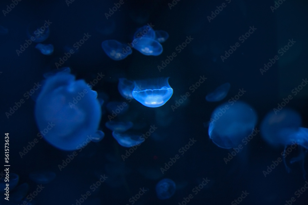 Beautiful transparent jellyfish at a depth underwater in the ocean or sea Beautiful transparent jellyfish at a depth underwater in the ocean or sea