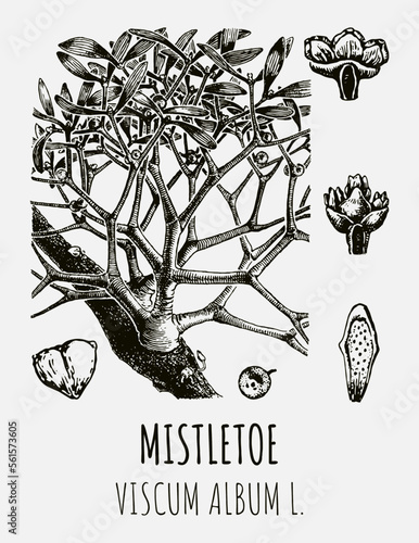 Vector drawings of MISTLETOE. Hand drawn illustration. Latin name VISCUM ALBUM L.
