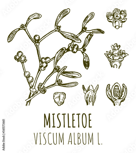Vector drawings of MISTLETOE. Hand drawn illustration. Latin name VISCUM ALBUM L.

