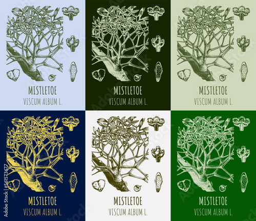 Set of vector drawings MISTLETOE in different colors. Hand drawn illustration. Latin name VISCUM ALBUM L.
