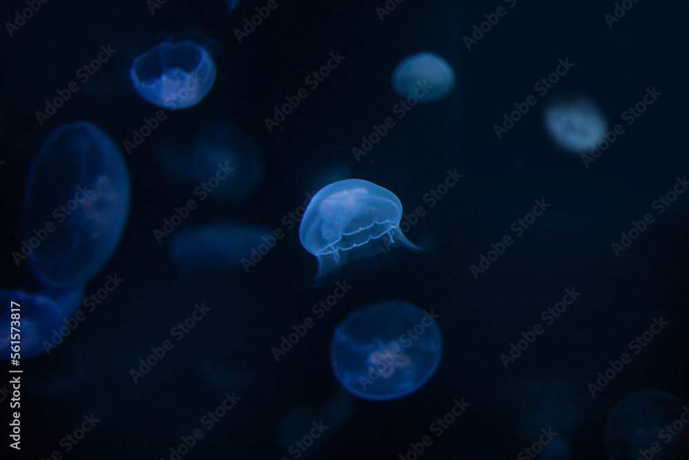 Beautiful transparent jellyfish at a depth underwater in the ocean or sea Beautiful transparent jellyfish at a depth underwater in the ocean or sea