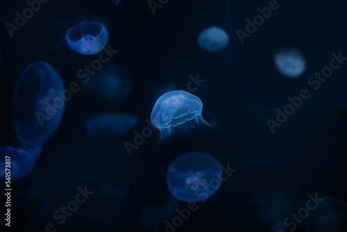 Beautiful transparent jellyfish at a depth underwater in the ocean or sea © jggordienko