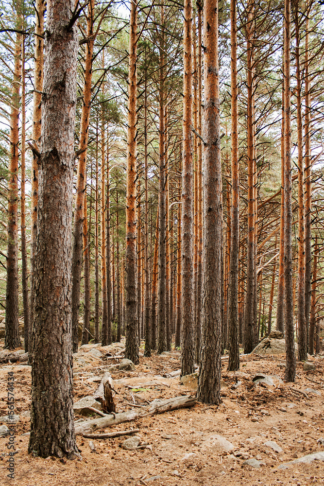 Fototapeta premium Landscape, forest and trees, nature