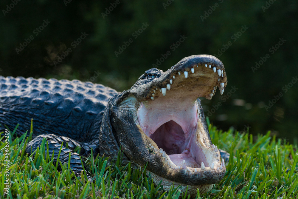 Everglades alligator 1 - obrazy, fototapety, plakaty 