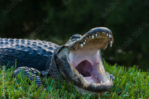 Canvastavla Everglades alligator 1