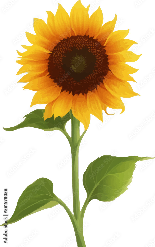 Sunflower with Leaves Detailed Beautiful Hand Drawn Vector Illustration Sunflower with Leaves Detailed Beautiful Hand Drawn Vector Illustration