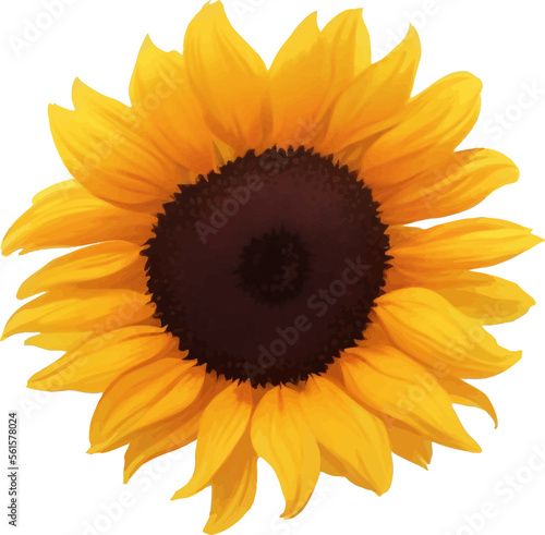 Fototapeta Naklejka Na Ścianę i Meble -  Sunflower Detailed Beautiful Hand Drawn Vector Illustration