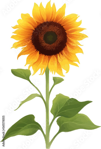 Sunflower with Leaves Detailed Beautiful Hand Drawn Vector Illustration