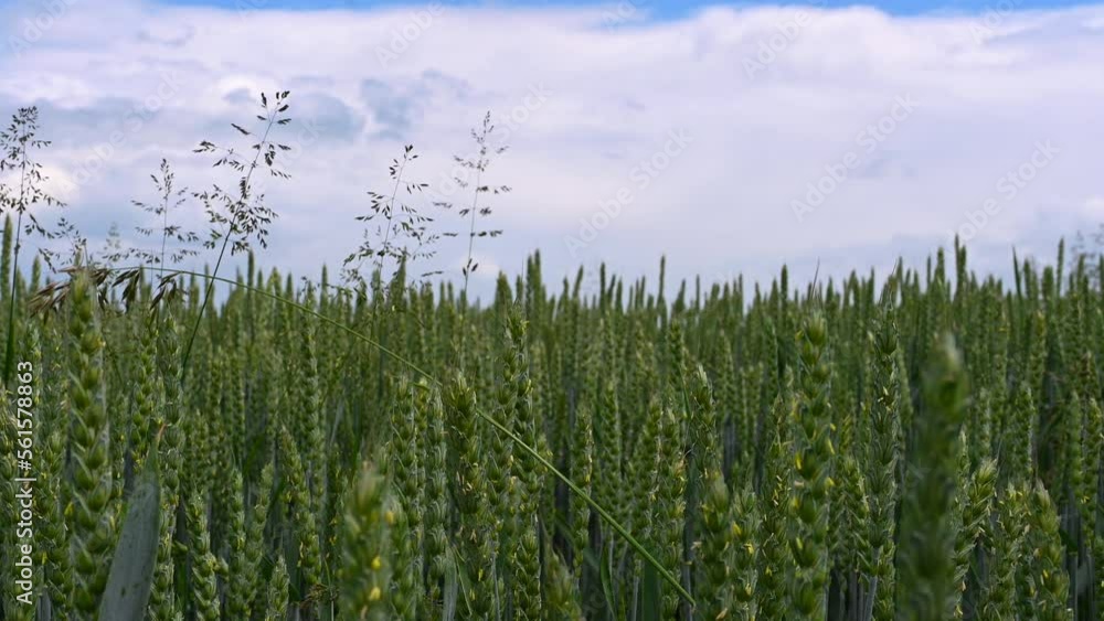Growing wheat in a field, bottom up view against the sky. Dark sky full of clouds just before rain, windy. Growing wheat in a field, bottom up view against the sky. Dark sky full of clouds just before rain, windy.