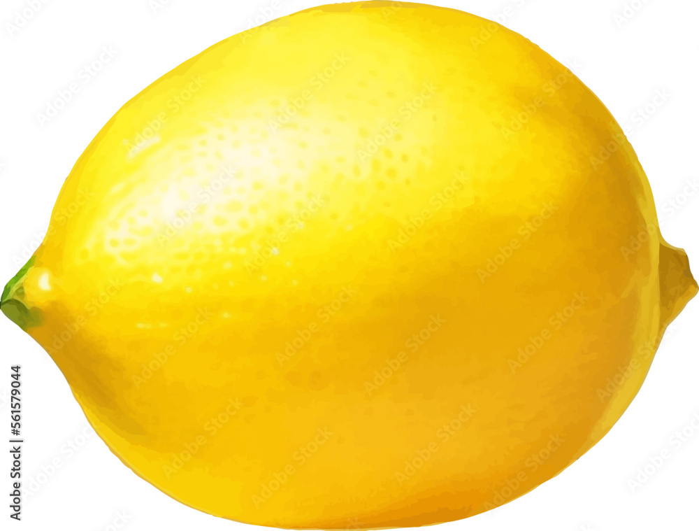 Fresh Lemon Detailed Beautiful Hand Drawn Vector Illustration Fresh Lemon Detailed Beautiful Hand Drawn Vector Illustration