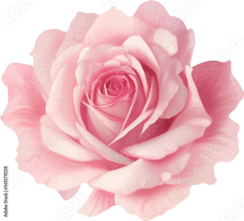 Pink Rose Detailed Beautiful Hand Drawn Vector Illustration