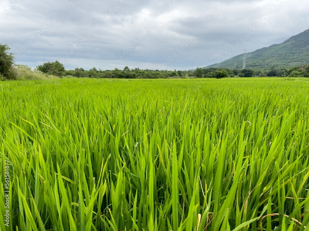 green Asian rice fields in Asia, Vietnam 