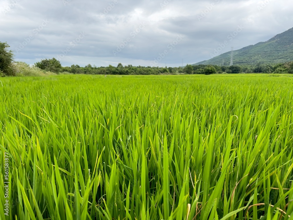 green Asian rice fields in Asia, Vietnam green Asian rice fields in Asia, Vietnam