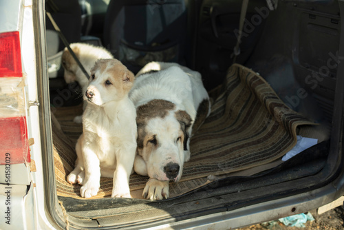 Caucasian Shepherd Dog with puppies. Puppies in car.